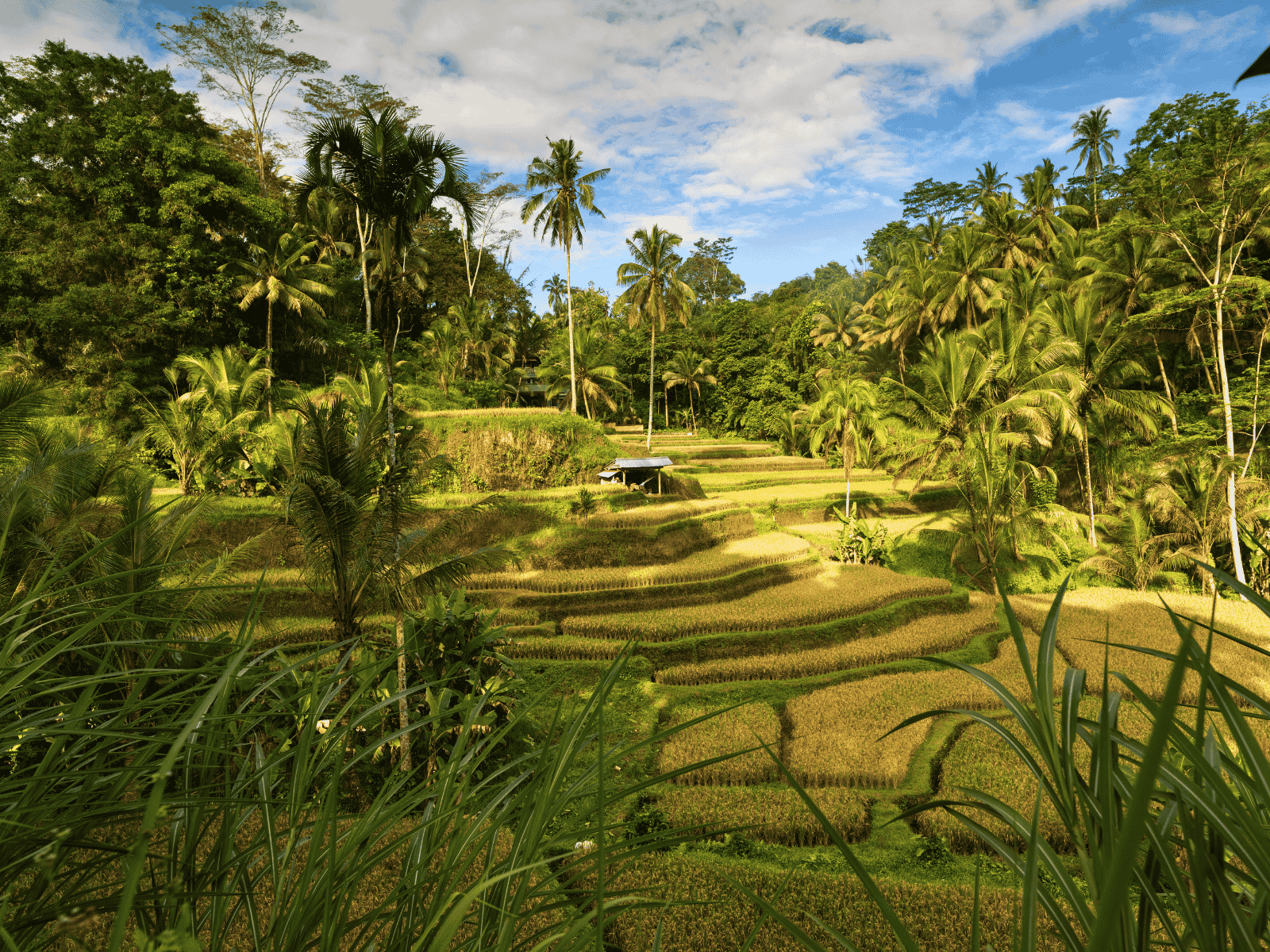 Tegallalang Rice Terraces in Ubud, Bali