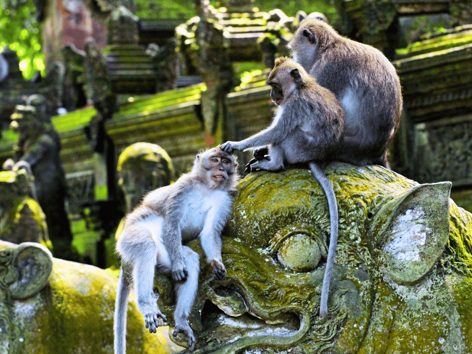 Balinese long-tailed macaques sitting on a moss-covered temple statue at the Sacred Monkey Forest Sanctuary in Ubud, Bali